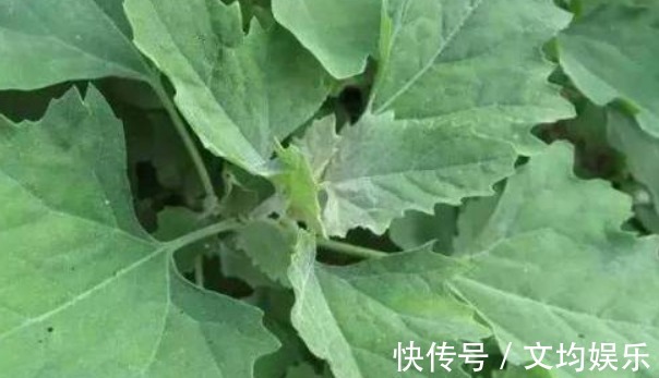 葡萄|女性不想脸上爬满皱纹，常食4种食物，美容养颜，美容抗衰老