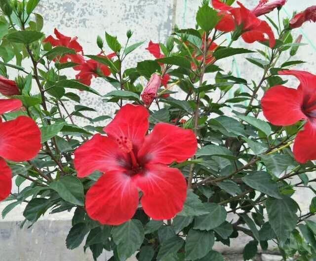 缺水|夏季阳台养一盆它，花朵大颜色正，花量多花期长，很美啊