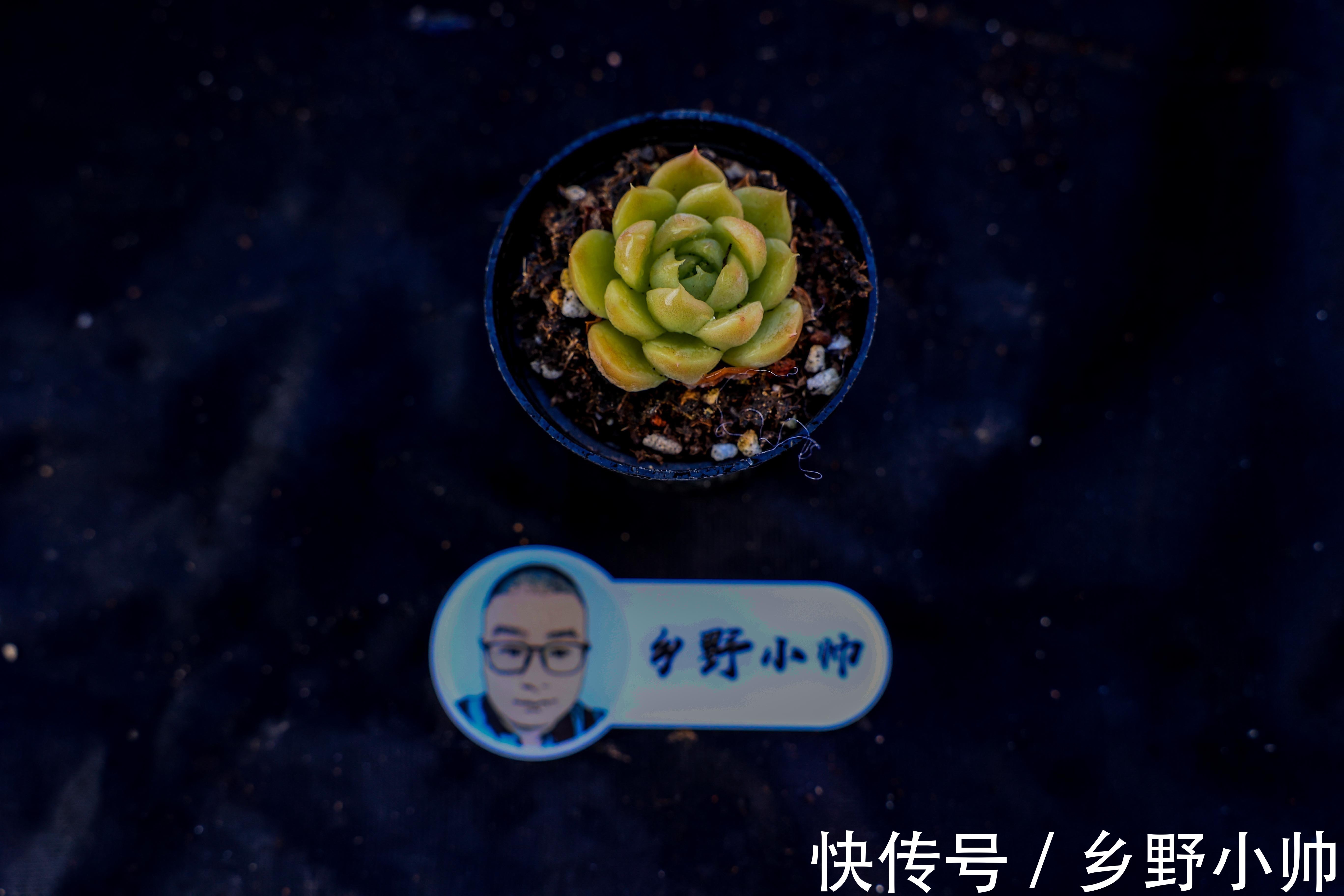 有的“水”并不一定适合浇多肉。爱多肉的你 ,千万别选错