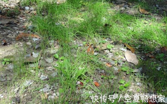 采摘|遇见了,请你尽量摘叶子,别挖根,答应我,它太珍贵了