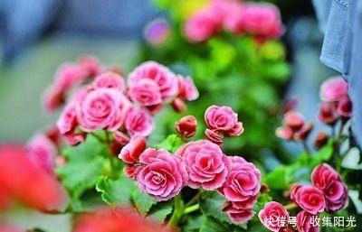 3种花被称“夏必死”,买一盆死一盆,新手花友别踩雷!