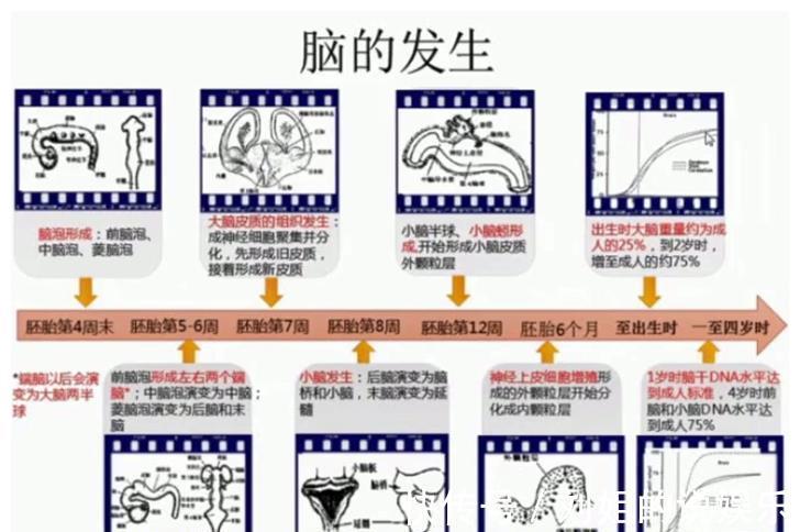 危险因素|影响胎儿“脑发育”的4个因素，一定要注意了！