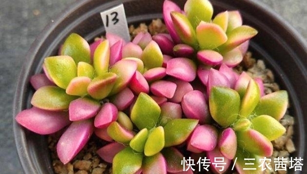 花儿谷|秋天怎么养多肉? 多肉植物秋天怎么养护?
