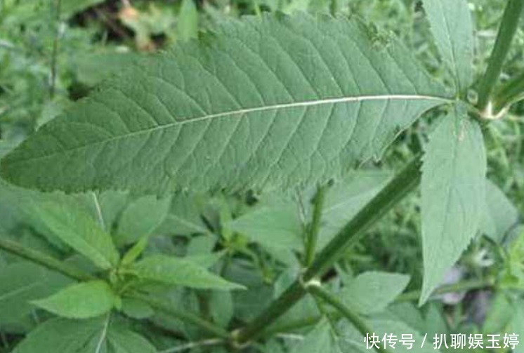 背后|古人称川断为续断是有原因的,它来自一段传奇故事