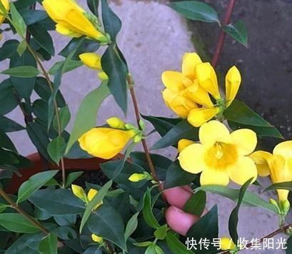 小花|房子再小也要养盆它，越冷越爱开，开花“喷喷香”，天天好心情！