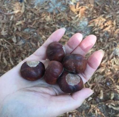 意大利满地都是栗子,看起来又大又多肉,为什么却只能当马饲料?