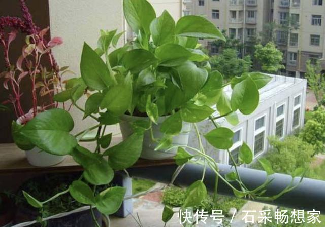 技巧|在家里养“绿萝”，3个“技巧”学好，6个月窜到1米长，繁殖20盆