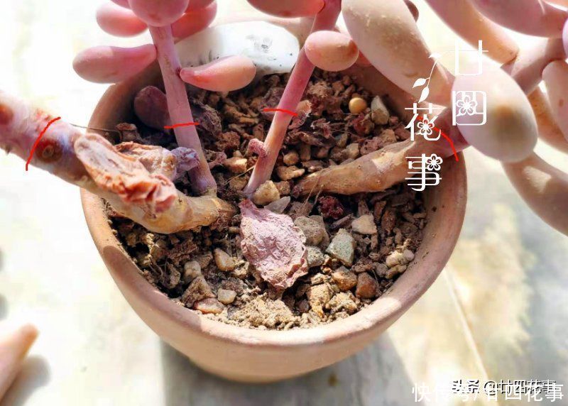立春过后,趁天暖检查一下多肉,有问题抓紧抢救,没问题也翻翻盆