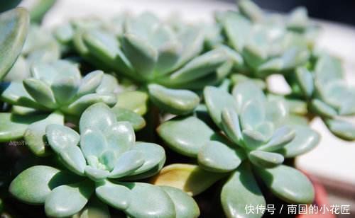 一片叶子就是一盆花,这种多肉叶子沾土就生根,枝条壮实养成老桩