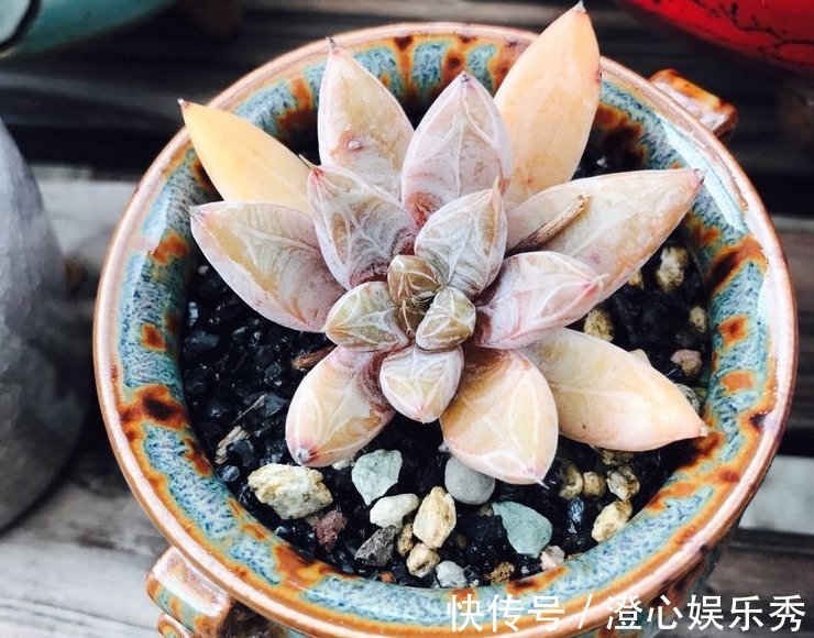 芽点|天气一转凉,抓紧时间给多肉砍头,保管侧芽长得密密麻麻