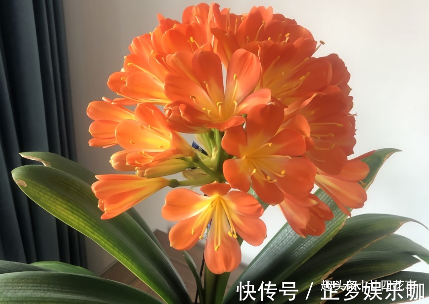 光照|入冬后养君子兰，摆放位置很关键，室内“4不摆”，牢记莫犯错