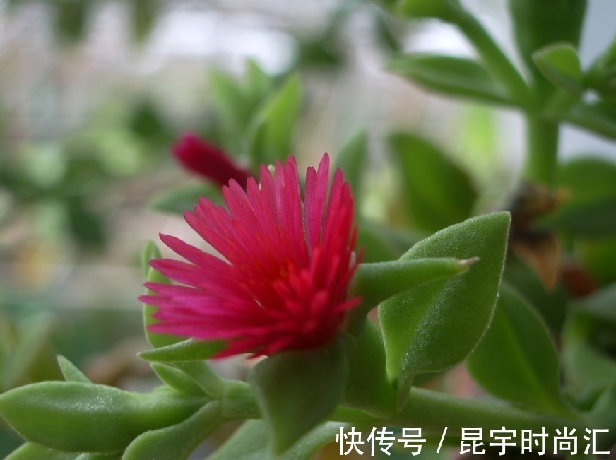 芦荟|养花试试这几款，能够好好观叶，又能够赏花，非常养眼