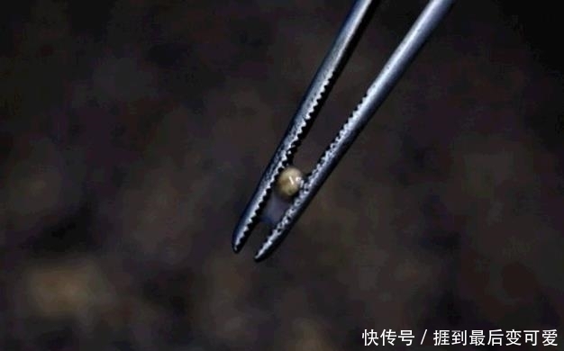 食物|它被称为食物中的“黑黄金”,吃一口相当于吃掉一套房子