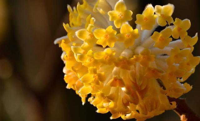 盆栽|6月29日开始,养花试试这几款,花儿开成满天星,颜色丰富多彩