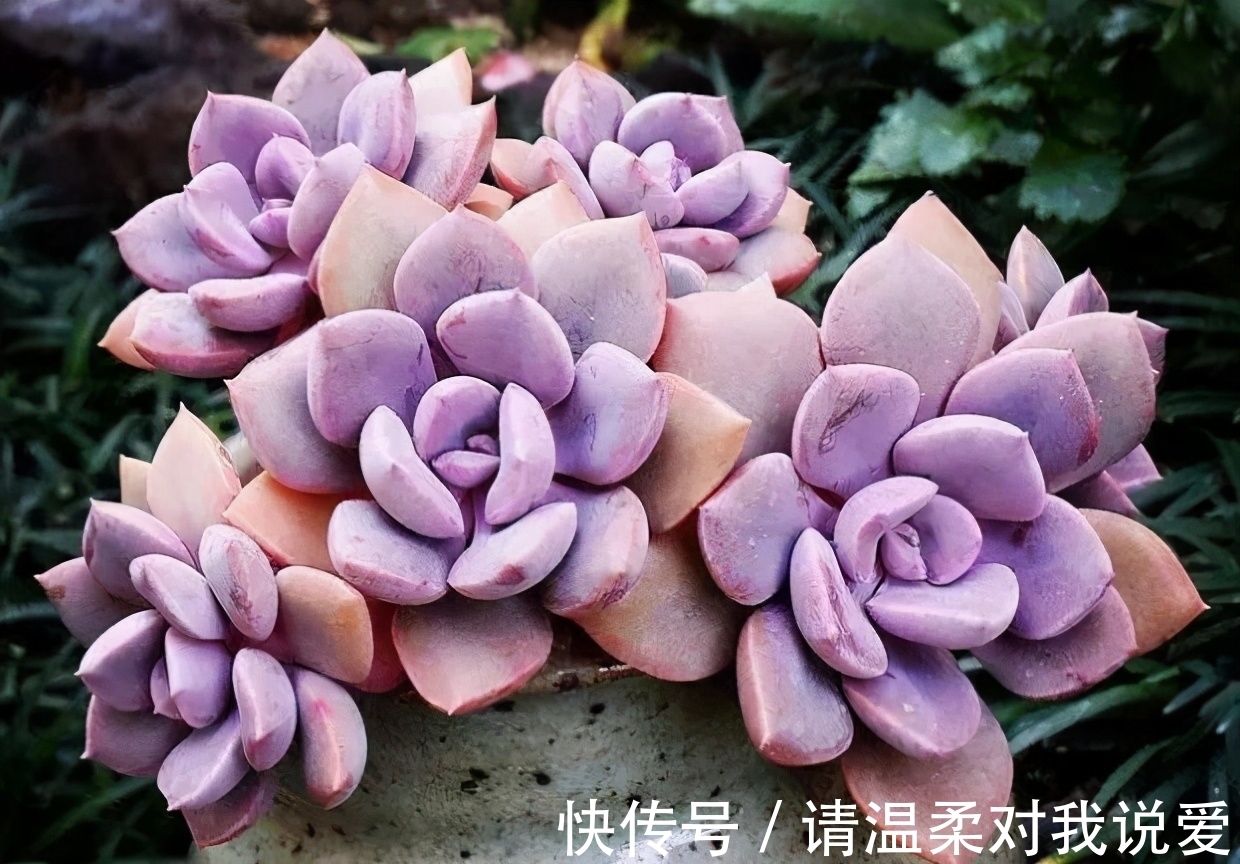 平日养多肉,这“1晒1补1控”要牢记,否则多肉养不好易死掉