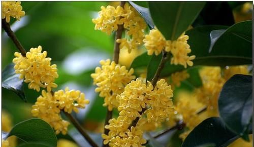  利于桂花|室内养桂花难，教你几招，室内也能飘出桂花香