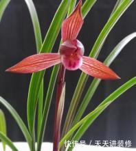 盆栽|冬天养花选它,好养又好看,花香迷人,是阳台盆栽佳品!