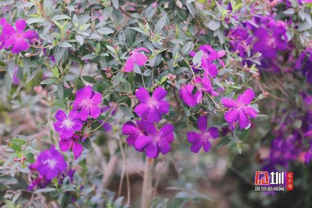 繁花绽放装点光明 一步走进春天里