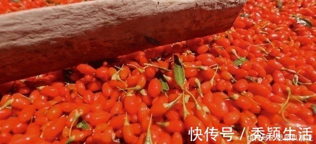 枸杞多糖|枸杞什么时间吃最好,一天吃多少粒,看看你都吃对了吗?