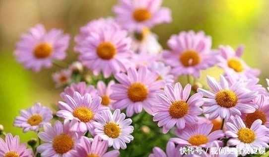 4种盆栽花号称开花机器，一整年都开花，好看又好养，值得拥有