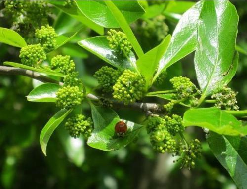 野生植物|这是我国特有的一种植物,很多人不知道,拿去当柴烧了