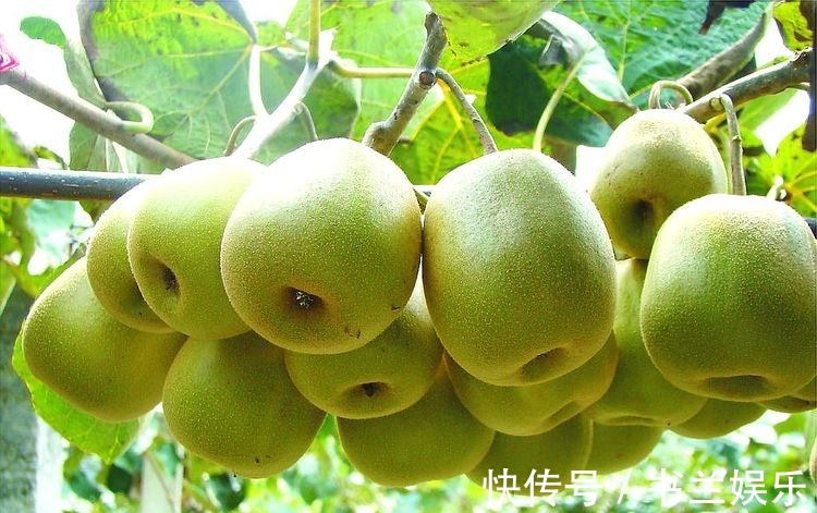 猕猴桃|女性不想变黄脸婆,不妨多吃此水果,美白淡斑,排毒润肤,抗衰老