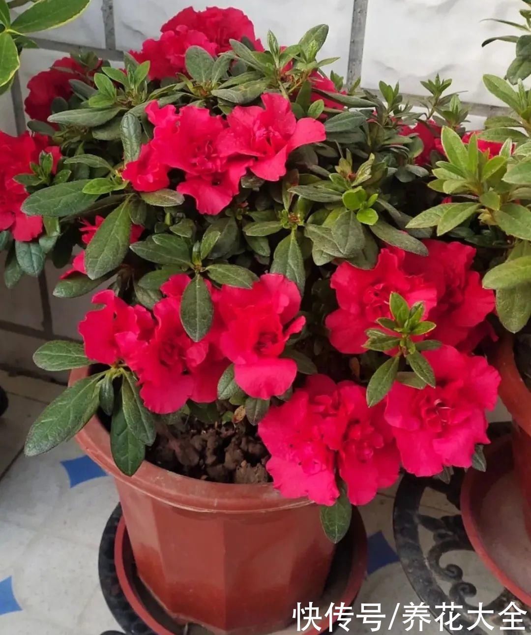 贵花|8种贵花,一盆好几百,有钱了一定要买一盆