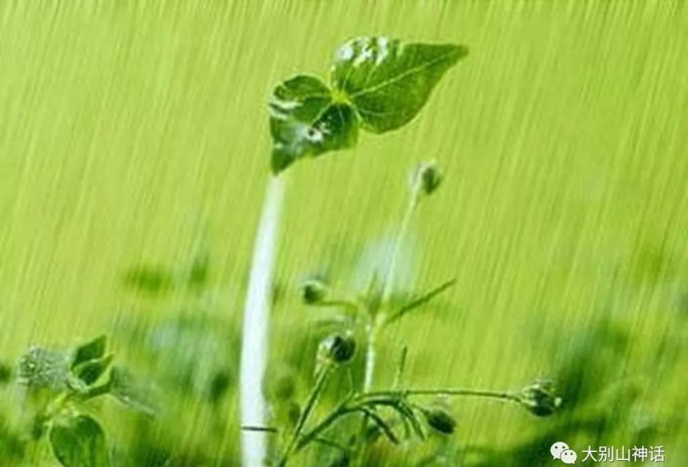  下联|上联：三千杨柳迎春雨，如何对下联