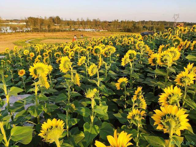 金色季节之温榆河公园西园（上）， 万朵葵花向阳开