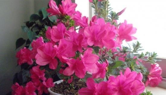 养了一两年的花都不开兑点这水一浇,花多得撑爆了盆