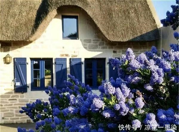 北方小院种棵它,开花比蓝雪花漂亮,耐寒好养活,美丽又梦幻!