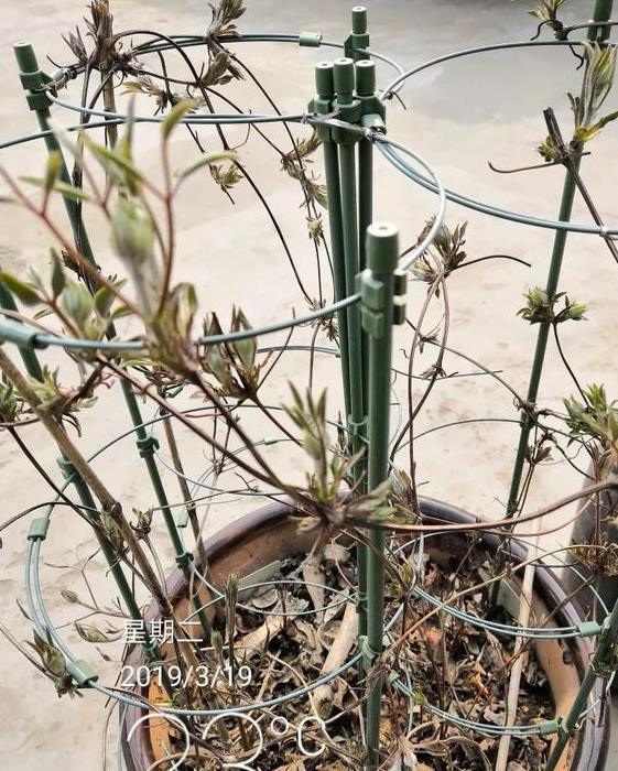 春天|冬天“壮汉花”,个个都“装死”,忍受寒冬,春天花量大增