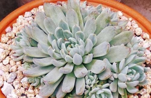 铺面石|多肉下面长的小侧芽,在土里能长出来吗?