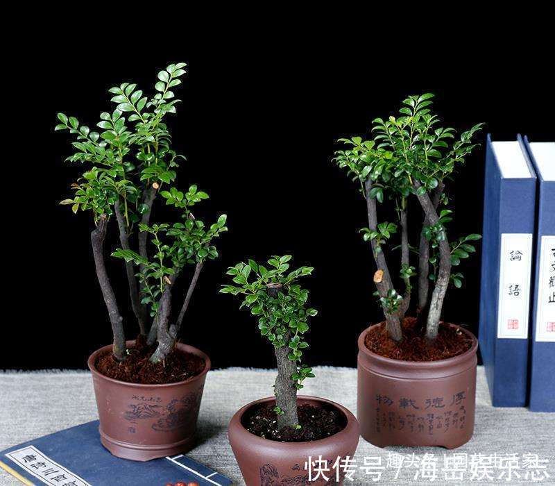 客厅养花，懂行的人会避开4种花不养，看看你家养了哪几种