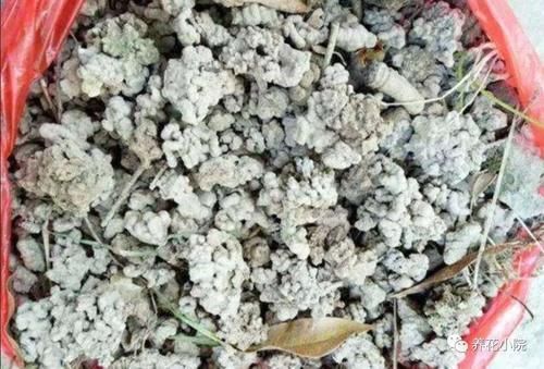 家中养花,花盆里埋3种“农家肥”,长势茂盛,开花繁多