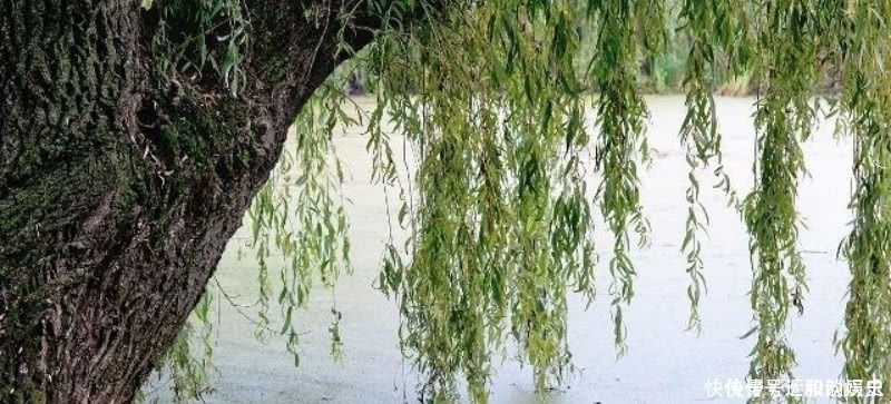 这首诗|杨万里这首诗清新脱俗,表现手法更是高超,成为宋诗里的咏柳名篇