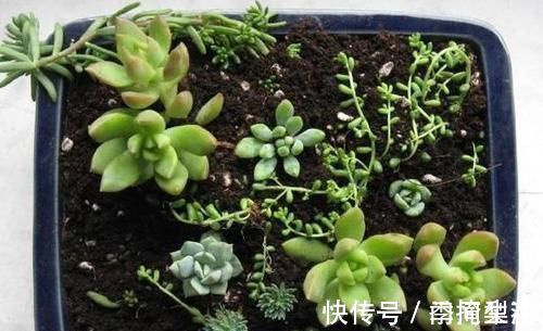 花盆|除了花盆之外,这些东西也是绝佳的养花神器,你用过吗?