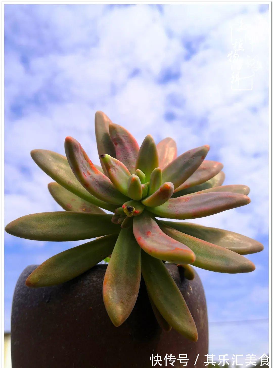 胧月,它生了一场大病!