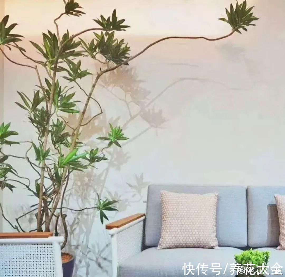 10种花越高越值钱,能长到2米,大高个霸气镇宅