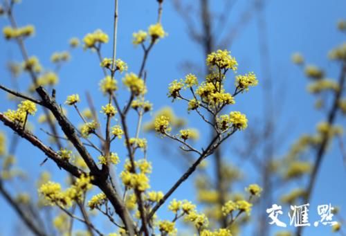 春光明媚 情侣园里百花闹春