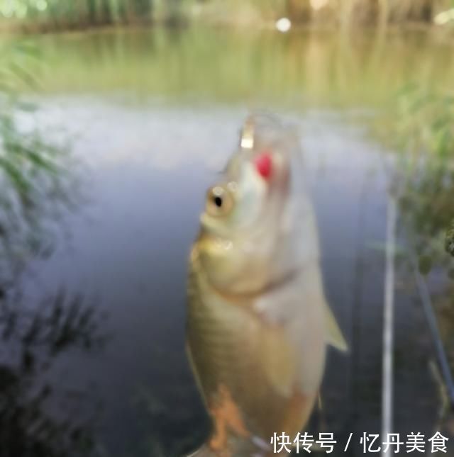 大鱼|高温天,钓大鱼先克服这些“难题”,不是我吹,渔获瞬间猛增几倍