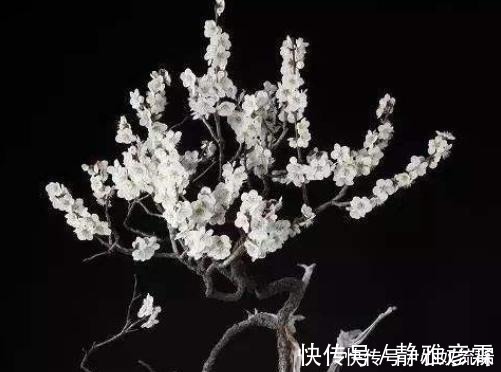 舍利干|盆栽案例欣赏,最贵的是舍利干,桃花类的美极了!