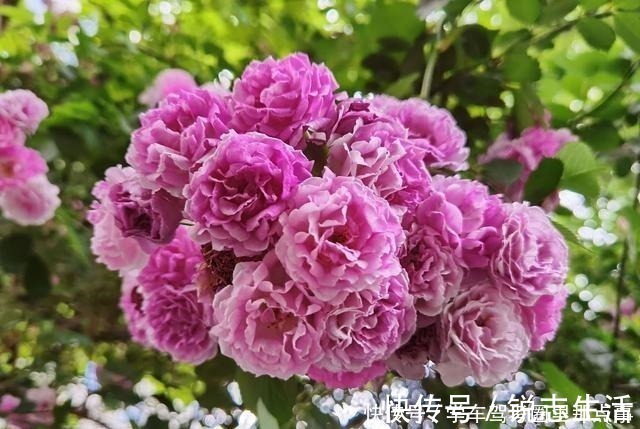养花|磷酸二氢钾养花最常见的6个误区,难怪花草越长越差还不开花!