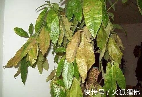 秋冬|秋冬发财树怎么养?知道这4点就够了,保证枝繁叶茂