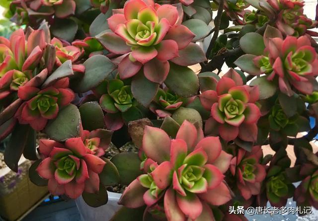 多肉植物艳日辉该如何养护如何繁殖你知道吗