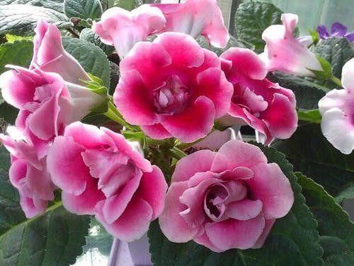 这花繁殖超快,叶子随便切碎,扔盆里就能冒出一堆花,太强悍了