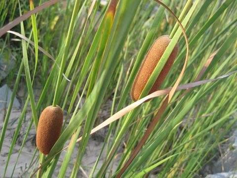  奇特|河边野草可真多，这种“香肠草”样子最奇特，作用也很多