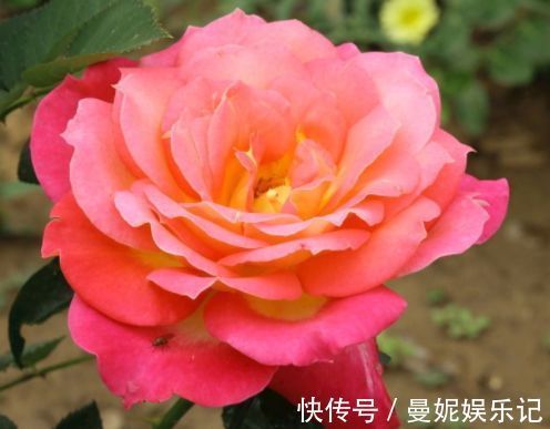 大岩桐|家有小院,不妨养款这些花,花色柔美,缭绕飘舞,别致的美