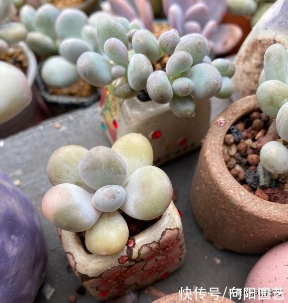 露养的多肉，可以长时间淋雨吗？肯定可以淋，而且不会黑腐