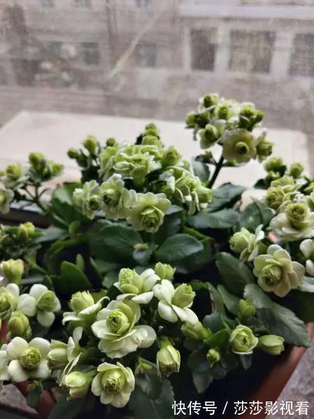 此款网红花,花型饱满似玫瑰,多季节有花赏,是阳台盆栽佳品